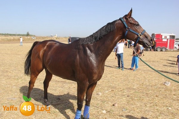 horse race 0602 (84).JPG